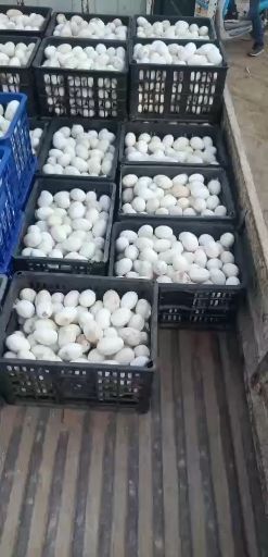 通许县 种鹅蛋  孵化率高  大小均匀