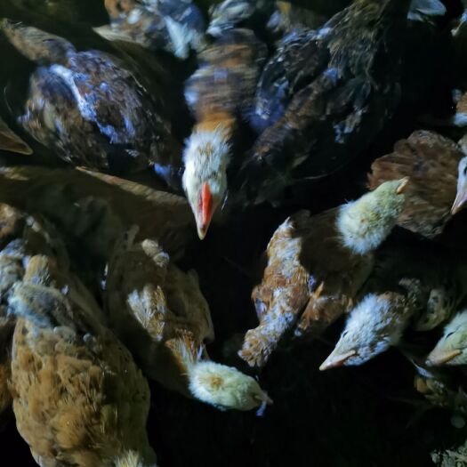 杭州 金华土鸡公鸡
