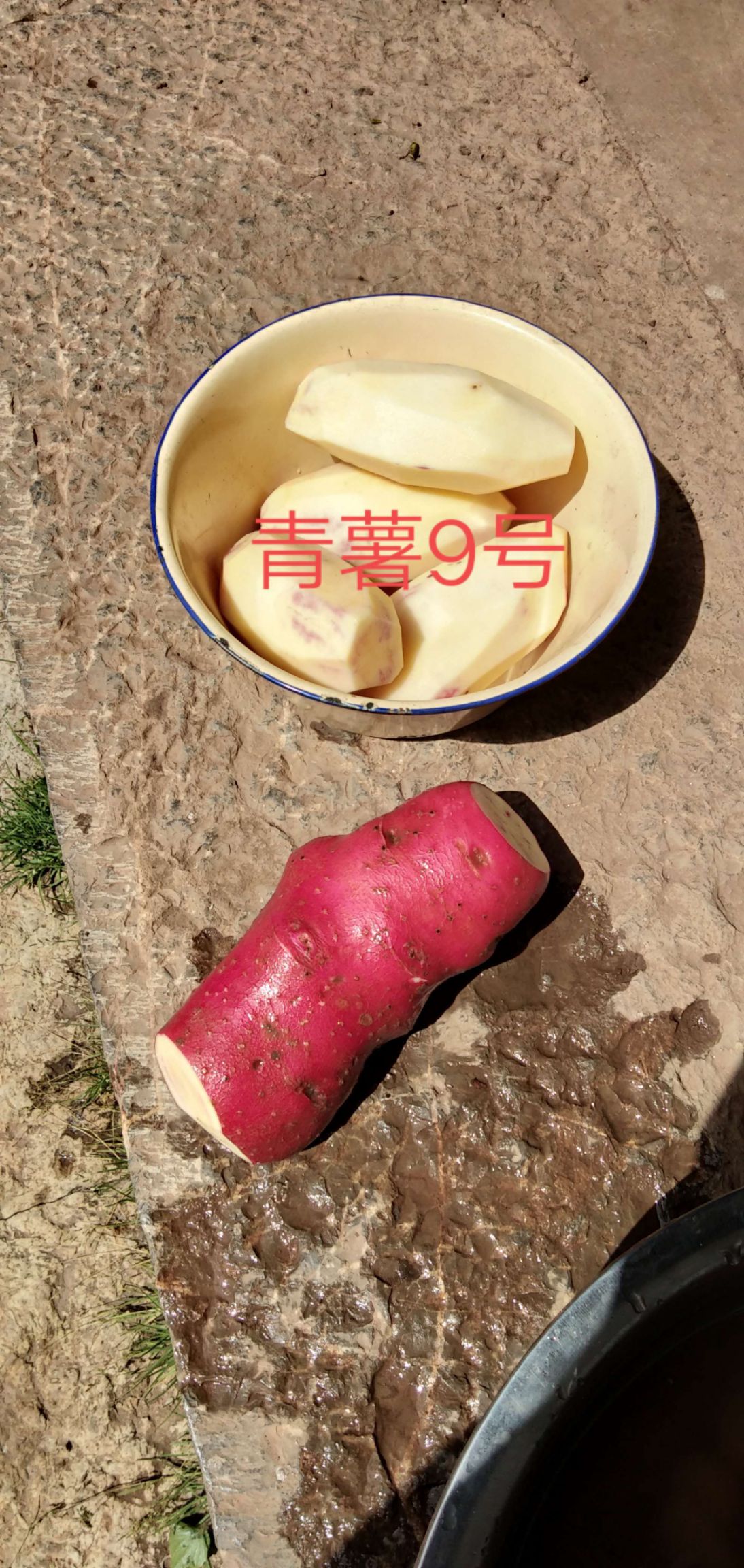 玉龙纳西族自治县青薯9号  品种质量保证，让买家放心，诚信经营。