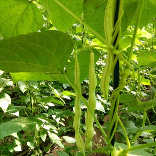 临沂 有机芸豆，品质有保证