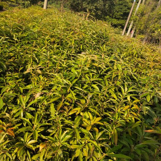 广州木荷苗