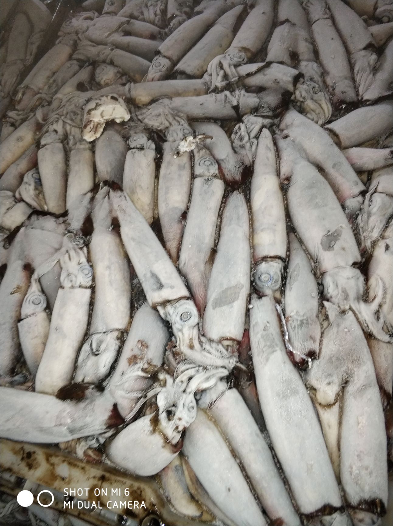 冷冻鱿鱼 北部湾鱿鱼，南海红鱿原料，船冻全规格