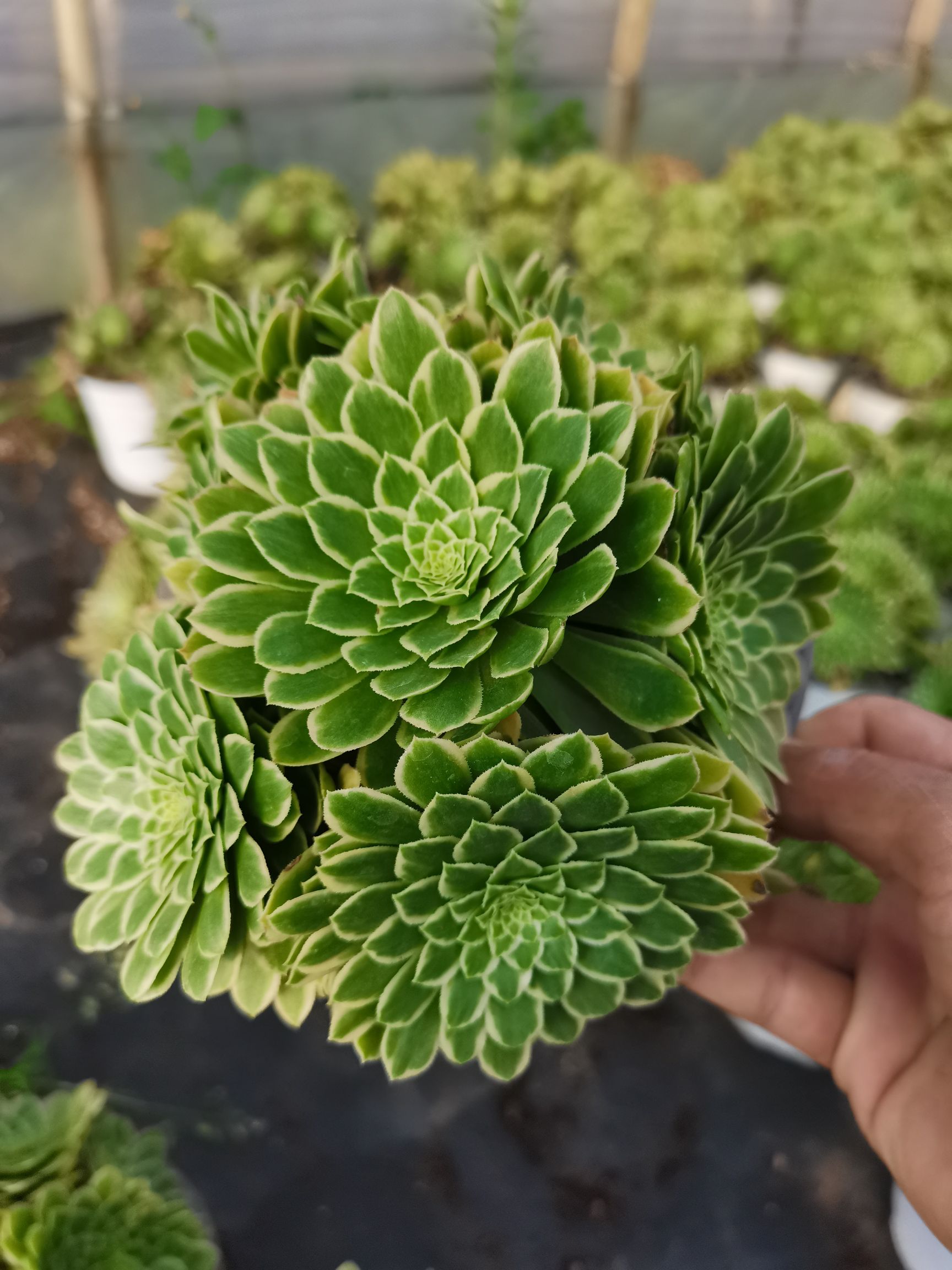  云南昆明《懿多肉园艺》基地直销翡翠冰多肉植物批发可混批