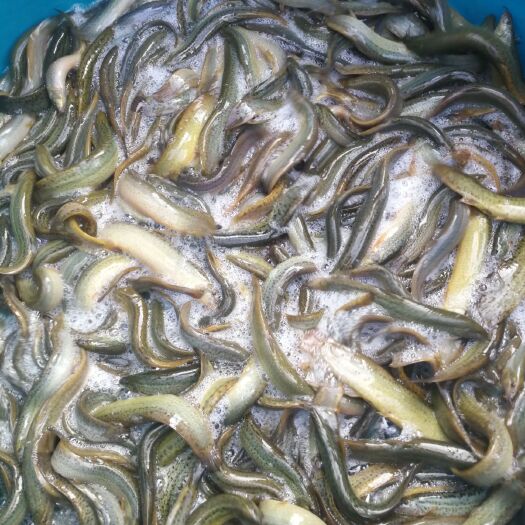 广州靓货泥鳅，长期一手货供应