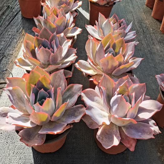  云南昆明《懿多肉园艺》基地直销大颗老桩晚霞多肉植物批发可混批