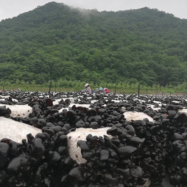 【软嫩】东北黑木耳东北山珍干货秋耳肉厚软嫩无根原货包邮