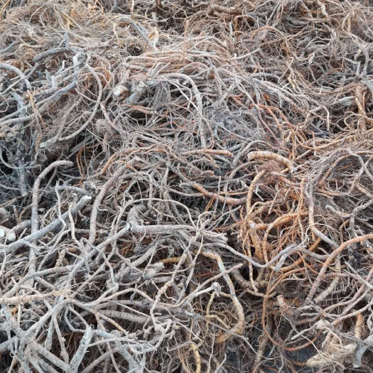 汕尾桑根 桑树根出售，农民种养合作社，地址：广东汕尾市