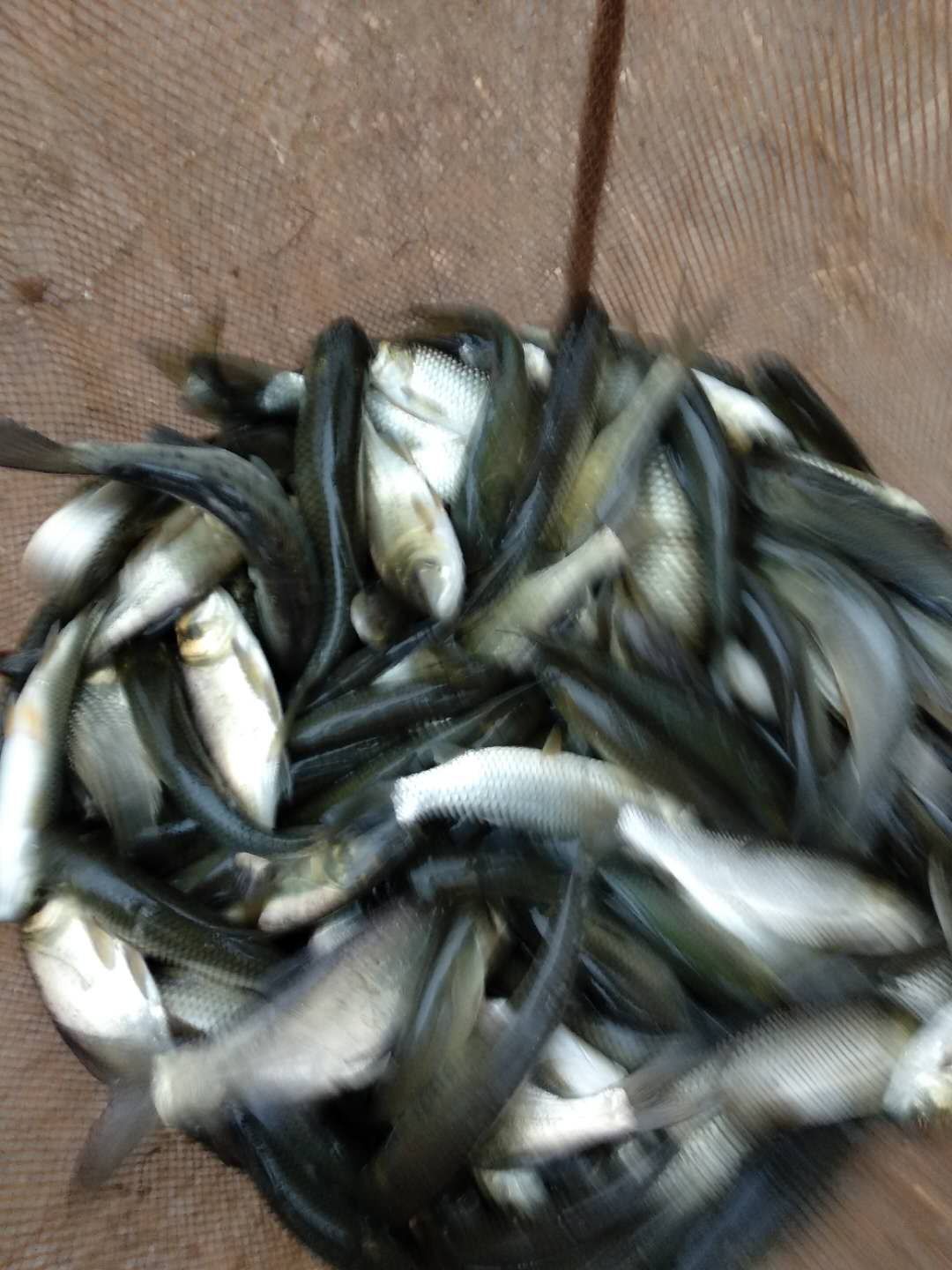 草鱼，长势快，成活率高