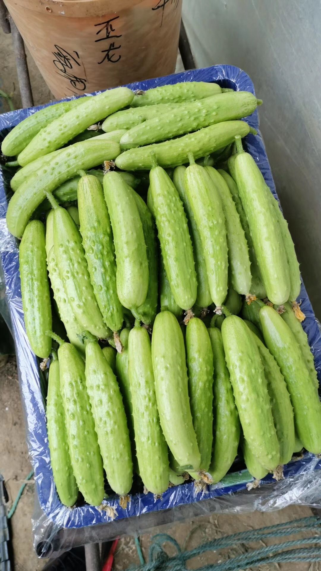 白玉黄瓜 18.8一箱一件代发