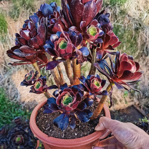 昆明 云南昆明《懿多肉园艺》基地直销欧紫法师老桩老桩多肉植物批发