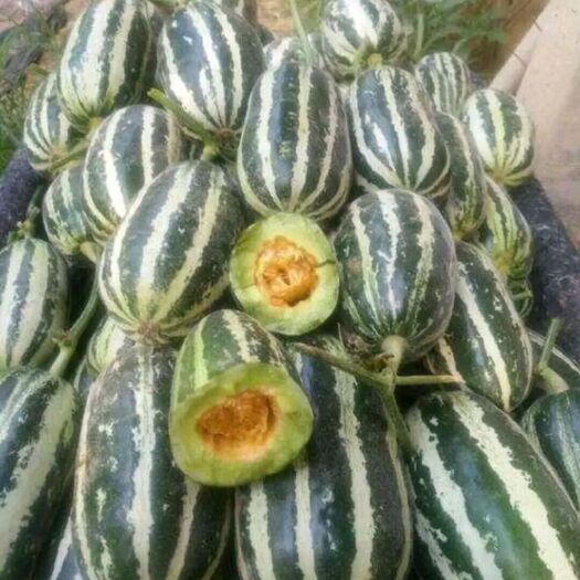 新乐市 沙地甜瓜甜如蜜