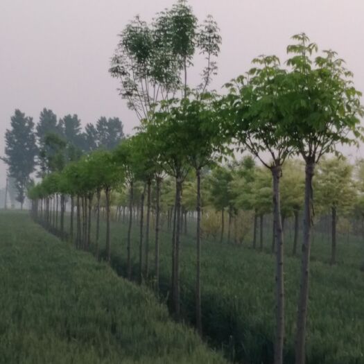 隆尧县 2年大帽秋紫白蜡