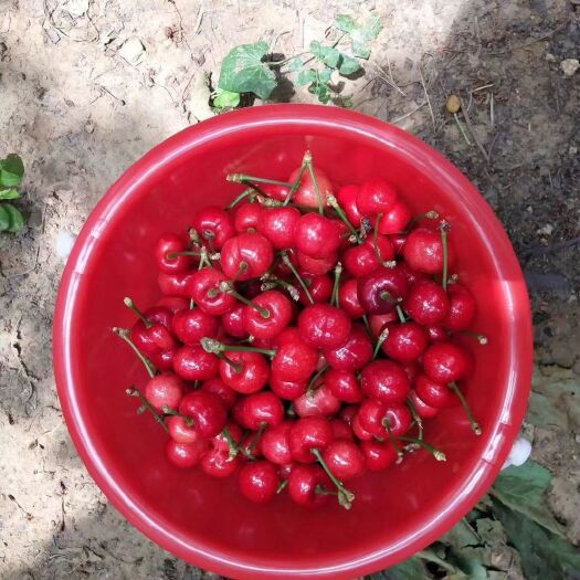 济南 樱桃即将成熟🍒 
自家樱桃园安全放心
可自行采摘也可顺丰