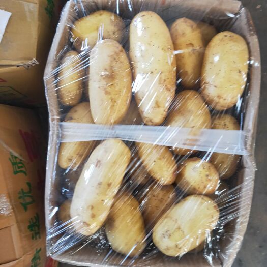 邯郸黄心土豆  荷兰土豆大量上市新土豆。
