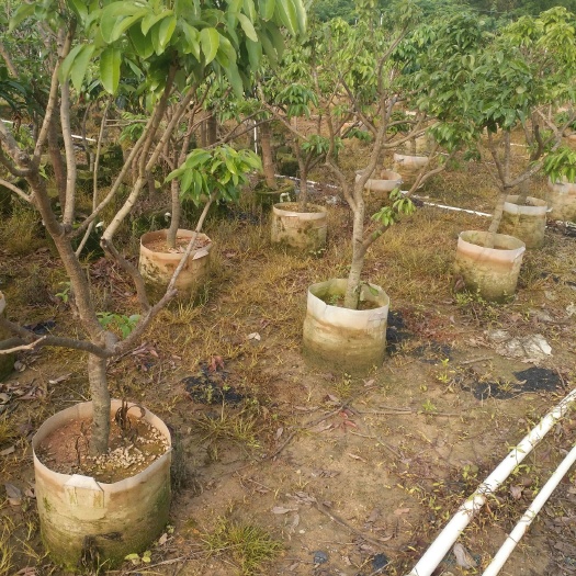 灵山县 荔枝苗、绿化工程苗、妃子笑苗、贵味苗