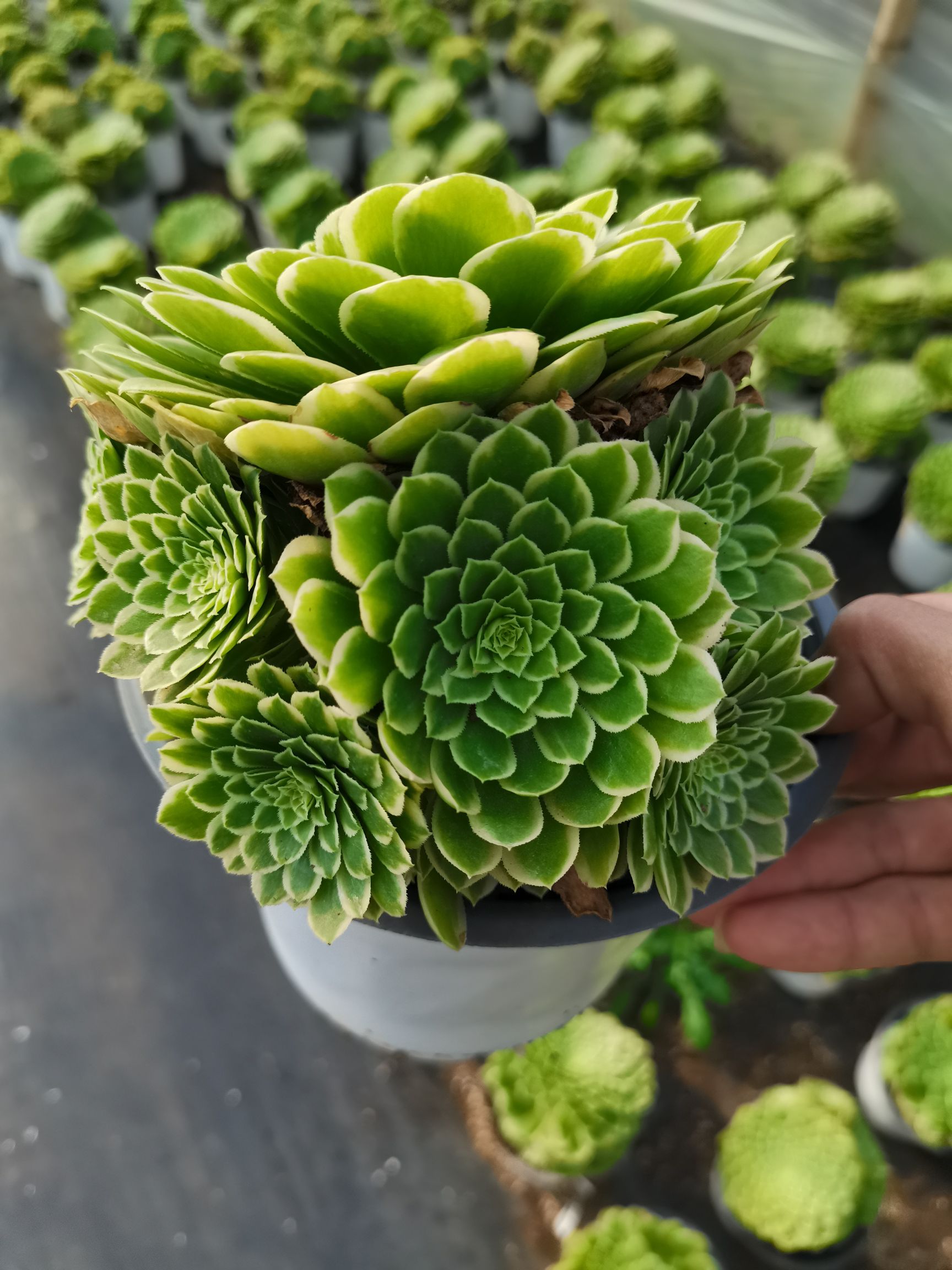  云南昆明《懿多肉园艺》基地直销翡翠冰多肉植物批发可混批