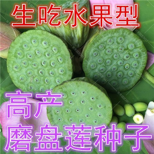 邵东市 磨盘莲种子 大型荷花种籽莲花种子高产莲子水果味生吃很甜四季播
