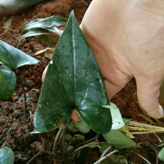 建瓯市 大量收这种细辛全草干货