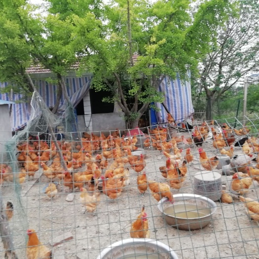 如东县 全散养鸡，代杀