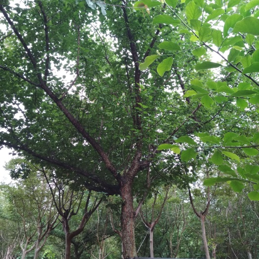 京山市 骨里红梅