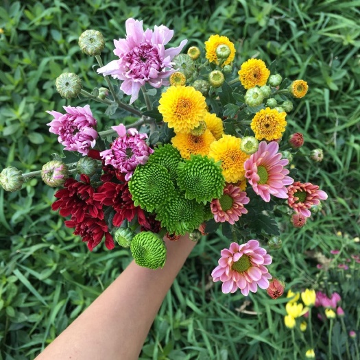 昆明雏菊 基地直供，量大从优，包花场个性化定制