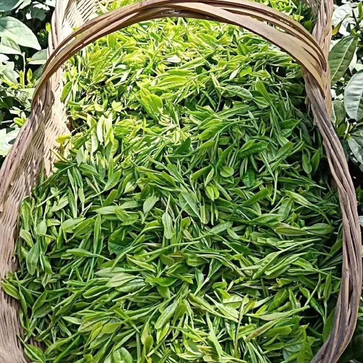 谷城县 炒青绿茶
