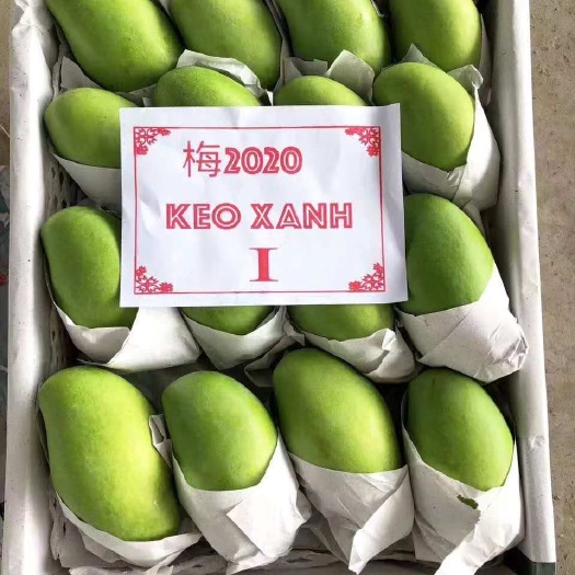 河口县玉芒 订货供应