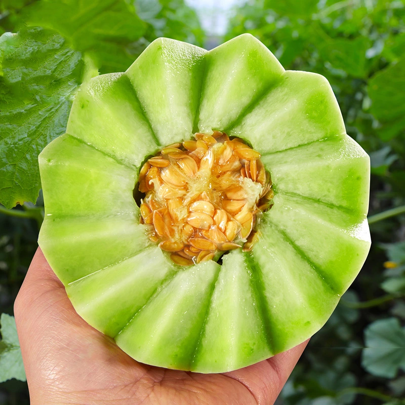 山东聊城莘县新鲜玉菇甜瓜 当日采摘现发货 产地直供批发