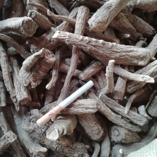 泗水县无琉白芷