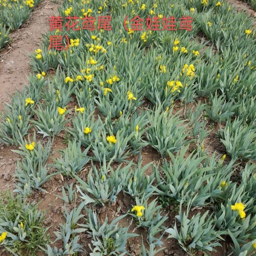秦皇岛鸢尾 自己苗圃，没有中间环节，放心选购。