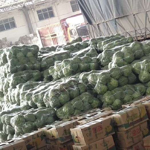 绿甘蓝 精品甘蓝
