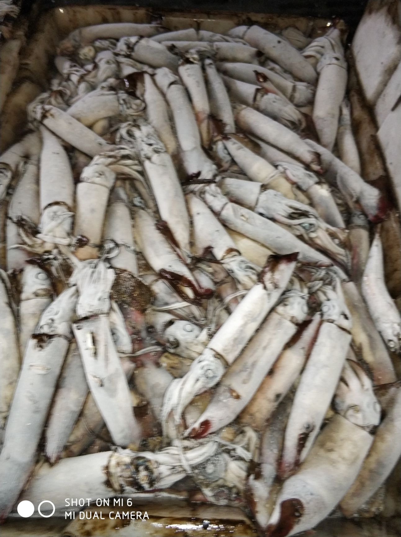 冷冻鱿鱼 北部湾鱿鱼，南海红鱿原料，船冻全规格