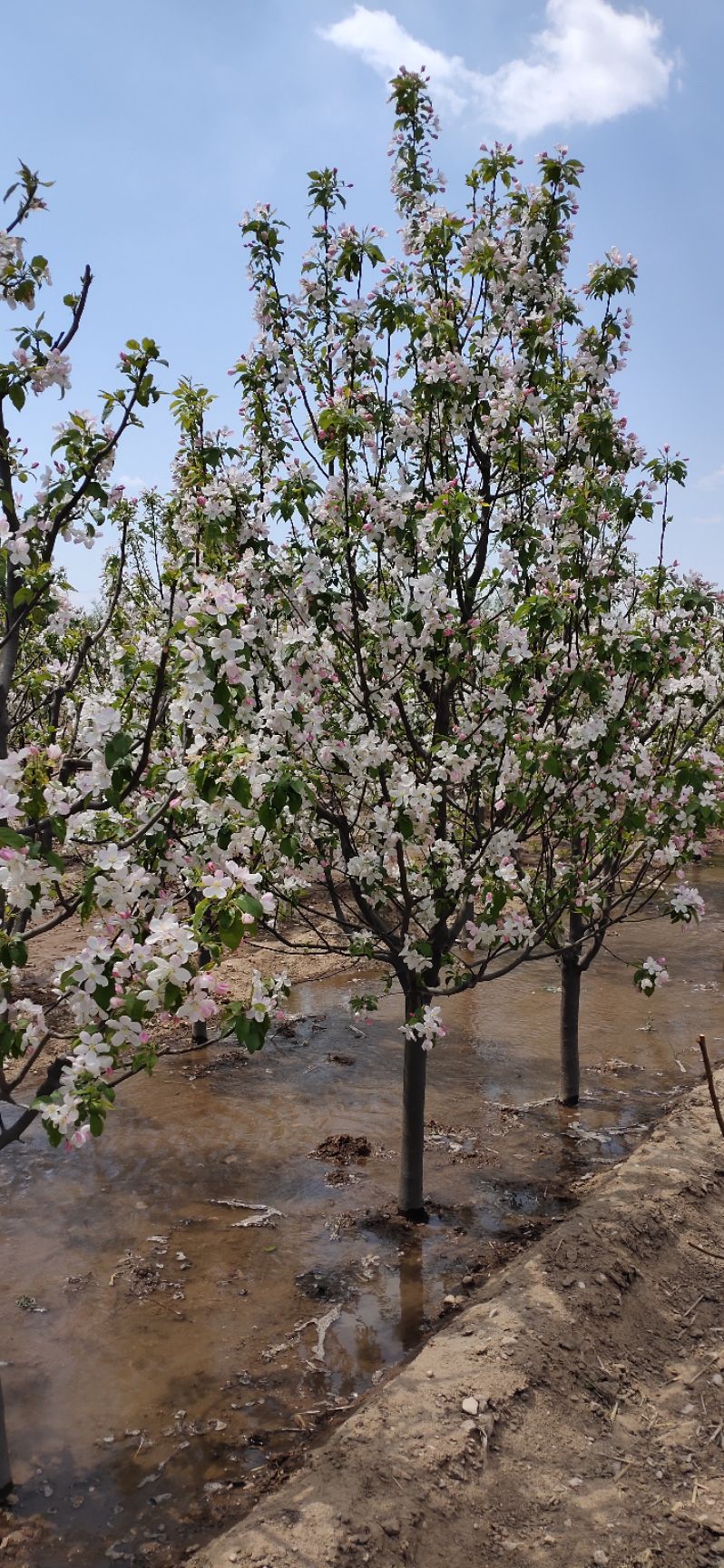 八棱海棠看花吃果  八棱海棠树开花香飘十里