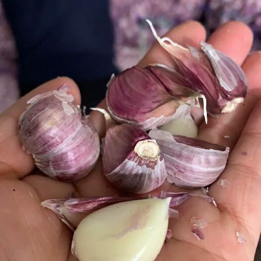 成都 云南紫皮干大蒜  纯干货 好货