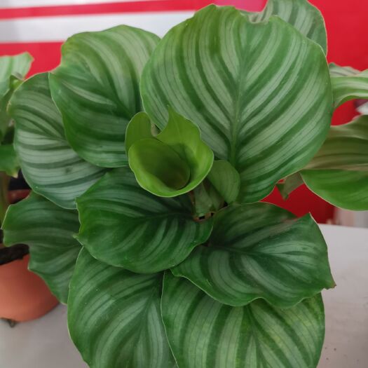 广州 竹芋青苹果盆栽110盆 观叶植物耐摆放吸甲醛