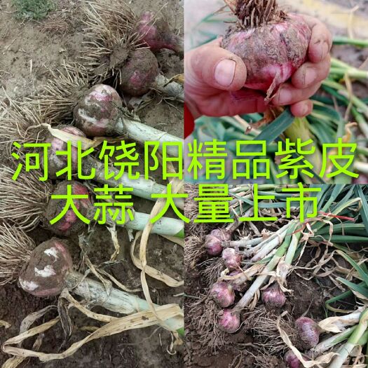 饶阳县红皮蒜  饶阳大蒜，带苗紫皮大蒜大量供应，个头大，产地直销，随到随装，