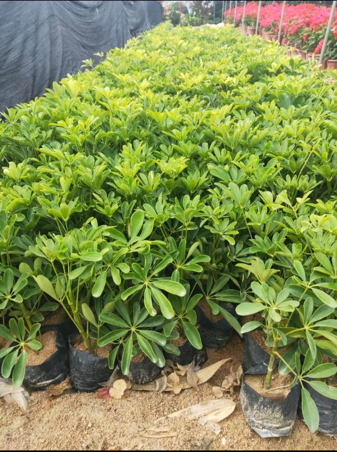  鸭脚木杯苗  0.5米以下  东莞苗圃基地直销