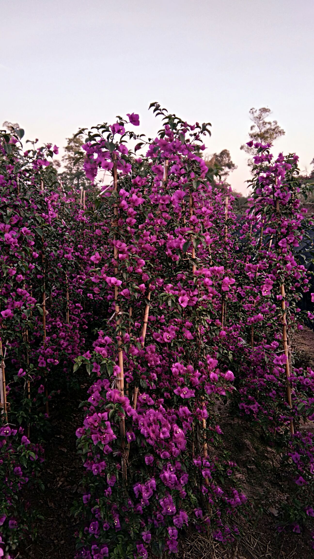 紫花三角梅  紫色三角梅长期开花