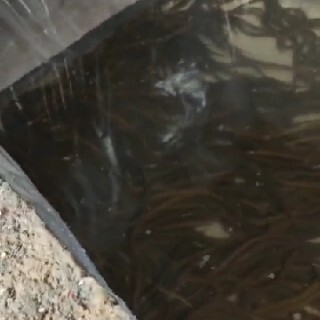  沈丘黄鳝