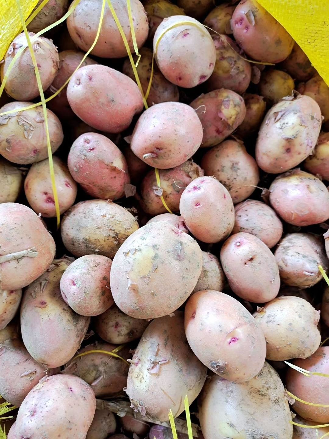 红土豆  新鲜现货【优惠包邮】 云南的红皮土豆活动一件代