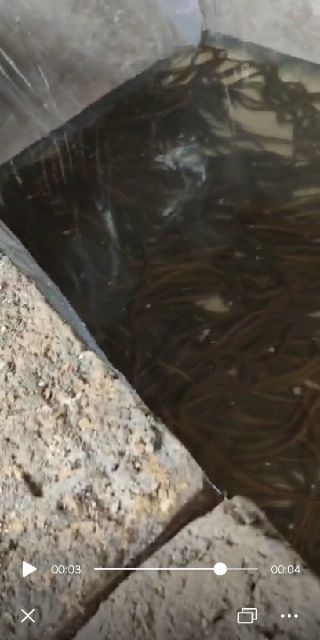  沈丘黄鳝