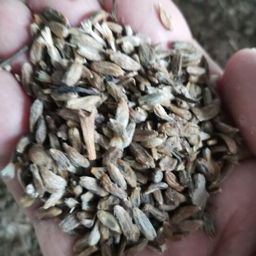 亳州苍术种子 出芽率在百分之九十五以上