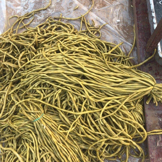 枝江市腌豆角 酸豆角，产地一手货源，质量保证！