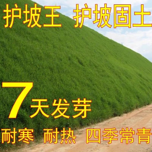  庭院绿化草皮带泥土真草坪果岭草四季青剪股颖马尼拉草皮带土草皮