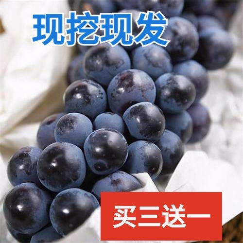 盖州市夏黑葡萄苗 正宗嫁接，现挖现发，保湿发货，产地直发，品种纯正