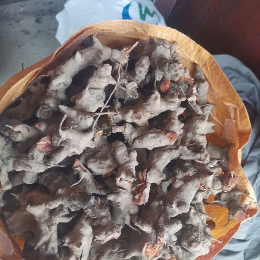 长顺县 大量菝葜