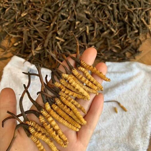 广州 虫草