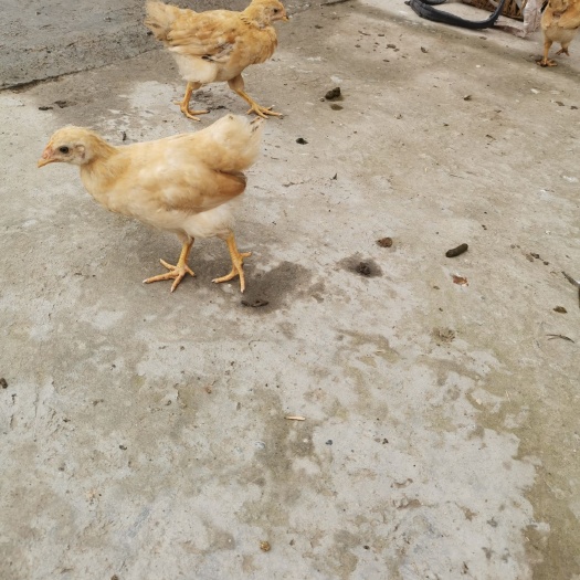 南部县 脱温鸡苗