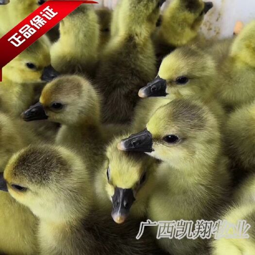 南宁 朗德鹅苗 孵化场直供包疫苗 品质保证 量大从优