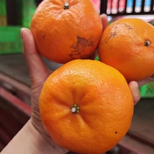 昆明褚橙 褚柑果肉细腻鲜嫩汁多【坏损包赔包邮】云南褚柑活动一件代